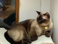 -有猫主题·治愈系猫咖(曾厝垵店)