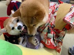 -逗柴咖啡屋·狗咖猫咖宠物桌游