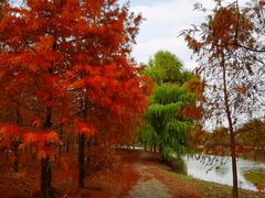 -上海海湾国家森林公园