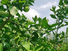 -前小桔亲子创意农场·草莓采摘·露营烧烤