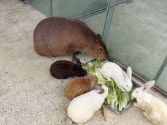 -昆明动物园