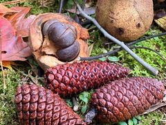 -杭州植物园