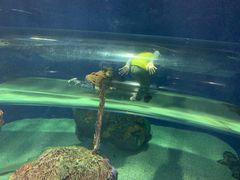 -瑞普利水族馆