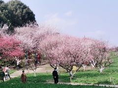 -秀丽东方