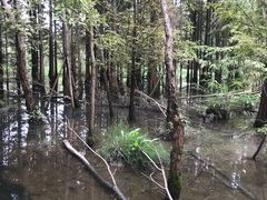 -桤木河湿地公园