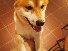 -柴犬高等学院·狗咖·柴犬售卖·宠物训练