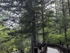 -汤旺河林海奇石景区