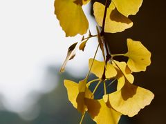 -遵化市禅林寺古银杏风景园