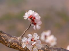 -九如山休闲旅游度假区