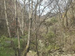 -王顺山国家森林公园