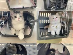 -lincat·猫舍(广州店)