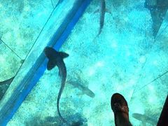 -暹罗海洋世界