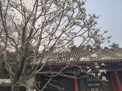 -颐和园