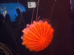 -太平洋海底世界