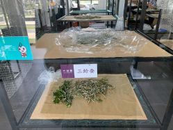 点击看大图 -太湖雪蚕桑文化园