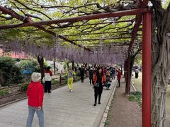 -嘉定紫藤园