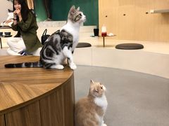 -飞行喵MR PILOT|猫舍·猫咖(静安大融城店)