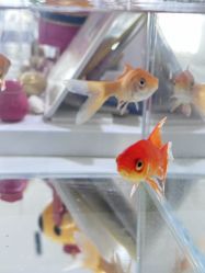 点击看大图 -春田皮肤管理中心品牌旗舰店