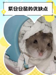 -神奇动物撸宠馆·羊驼·小浣熊·异宠(豫园店)