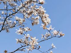 -上海滨江森林公园