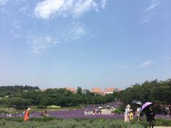 -大塘金香草谷