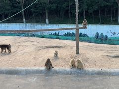 -西霞口神雕山野生动物世界