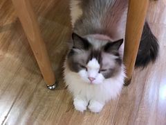 -滚猫咖啡·猫咖·猫友好撸猫(未来城店)