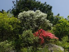 -木兰云雾山