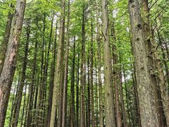 -山王坪喀斯特国家生态公园