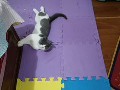 -圣宠动物医院·犬猫专科·影像中心·外科中心