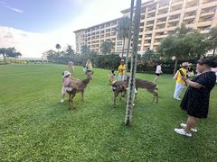 -三亚亚龙湾天域度假酒店