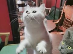 -猫色咖啡·猫咖