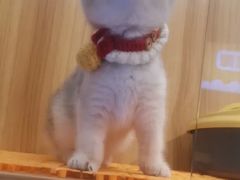 -欣宠猫屋·矮脚拿破仑·蓝金金渐层