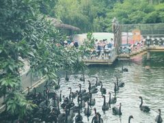-深圳野生动物园