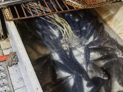 -邮亭丁鲫鱼(大足总店)