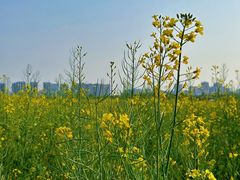 -汉长安城未央宫国家考古遗址公园