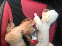 -FAELING PETS美天灵宠物(富力广场店)