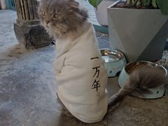 -喵屿·大理花园猫咖