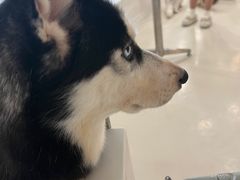 -共舞时光猫咖·狗咖(新街口店)