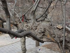 -青檀寺景区