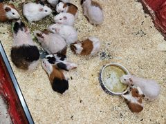 -上海大自然野生昆虫馆(东方明珠·爬宠昆虫探索中心)