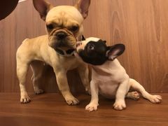 -柯斗斗主题餐厅·狗咖·围炉煮茶·茶饮(国瑞升平里店)