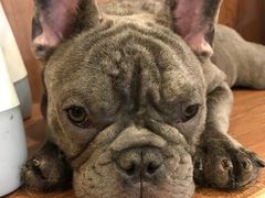 -柯斗斗主题餐厅·狗咖·围炉煮茶·茶饮(国瑞升平里店)