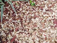 -云溪植物园