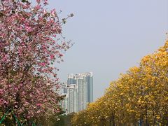-洲头咀公园