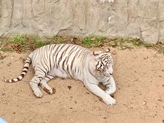 -西霞口神雕山野生动物世界