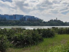 -华侨城湿地公园