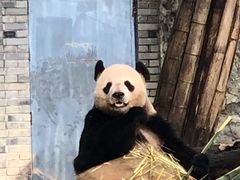 -都江堰中华大熊猫苑