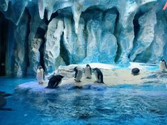 -帝企鹅自助餐厅•儿童岛•真企鹅(长隆企鹅酒店)