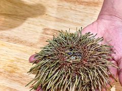 -鮨乐亭Omakase·海胆宴